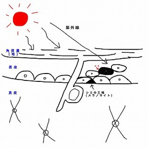 シミの謎に迫る!!!!ﾊﾟ-ﾄ①